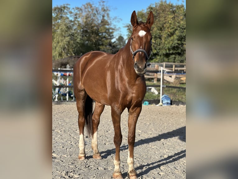 Deutsches Sportpferd Stute 9 Jahre 180 cm Fuchs in Markranstädt