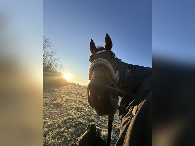 Deutsches Sportpferd Stute 9 Jahre 180 cm Fuchs in Markranstädt