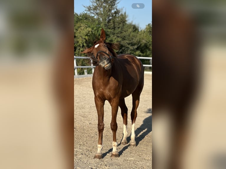 Deutsches Sportpferd Stute 9 Jahre 180 cm Fuchs in Markranstädt