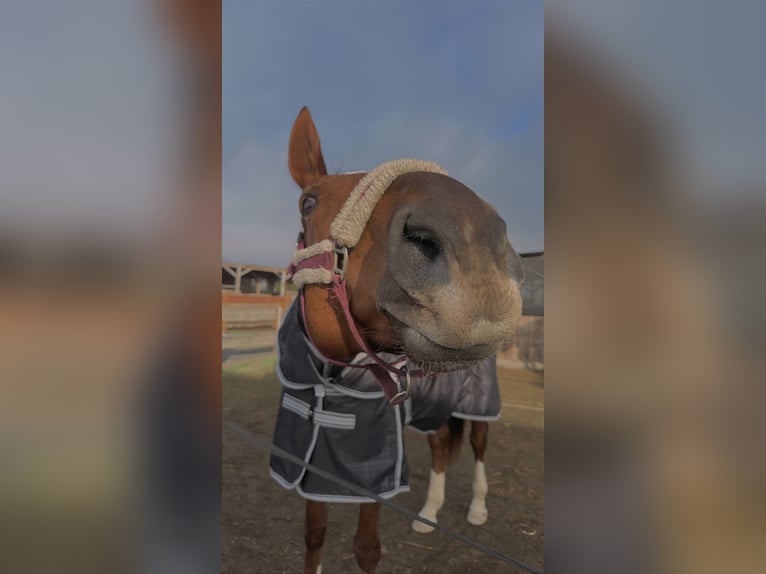 Deutsches Sportpferd Stute 9 Jahre 180 cm Fuchs in Markranstädt