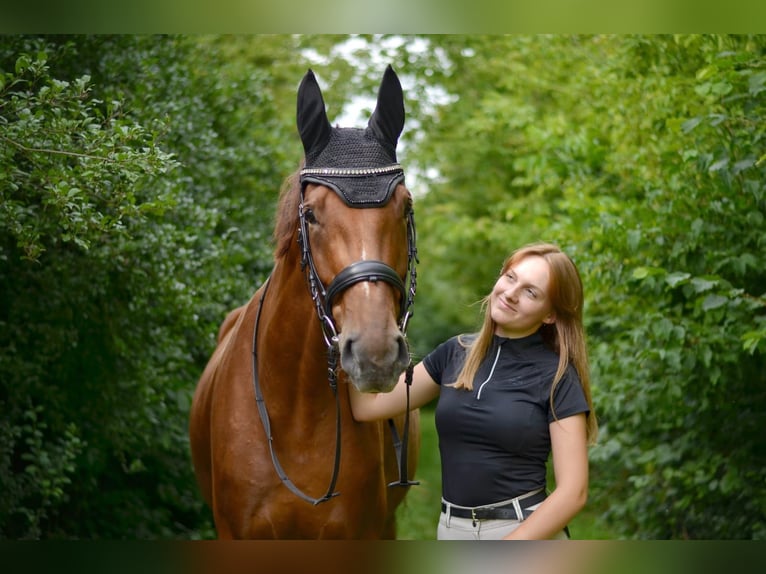 Deutsches Sportpferd Stute 9 Jahre 180 cm Fuchs in Markranstädt