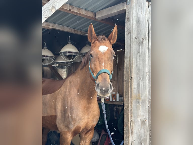 Deutsches Sportpferd Stute 9 Jahre 180 cm Fuchs in Markranstädt