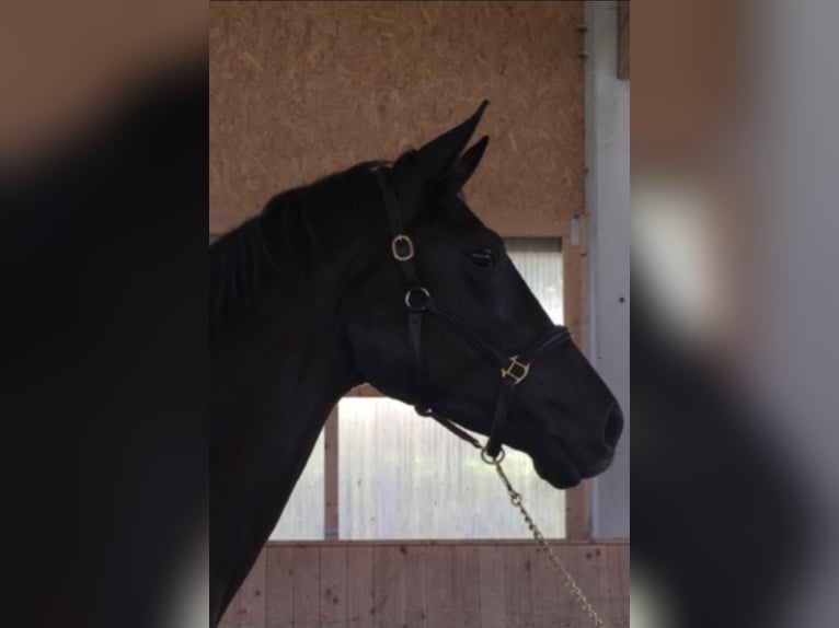 Deutsches Sportpferd Stute 9 Jahre 180 cm Rappe in Ulm