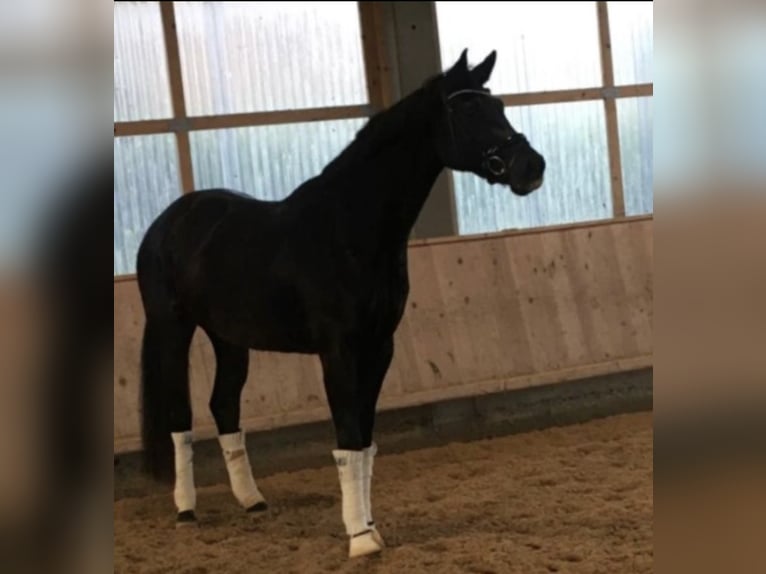 Deutsches Sportpferd Stute 9 Jahre 180 cm Rappe in Ulm