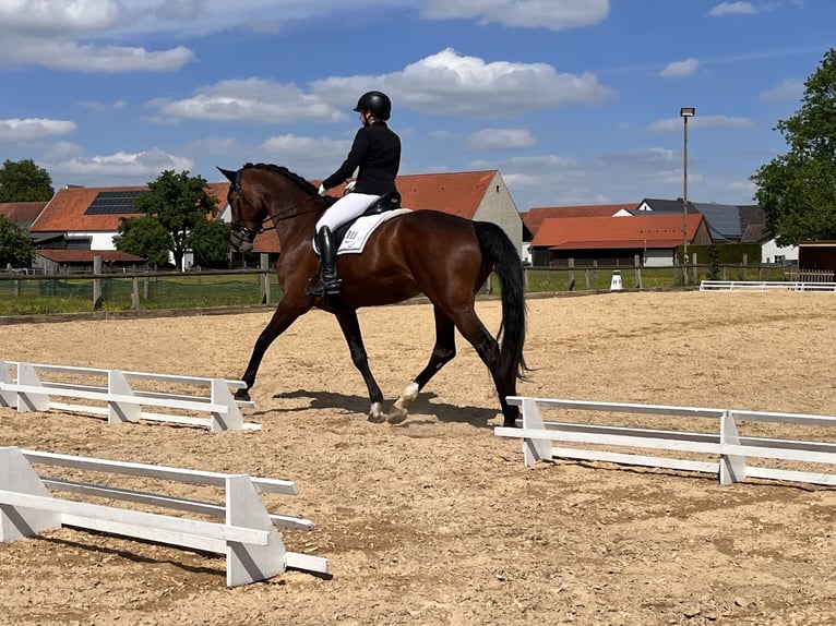 Deutsches Sportpferd Stute 9 Jahre 181 cm Brauner in Pöttmes