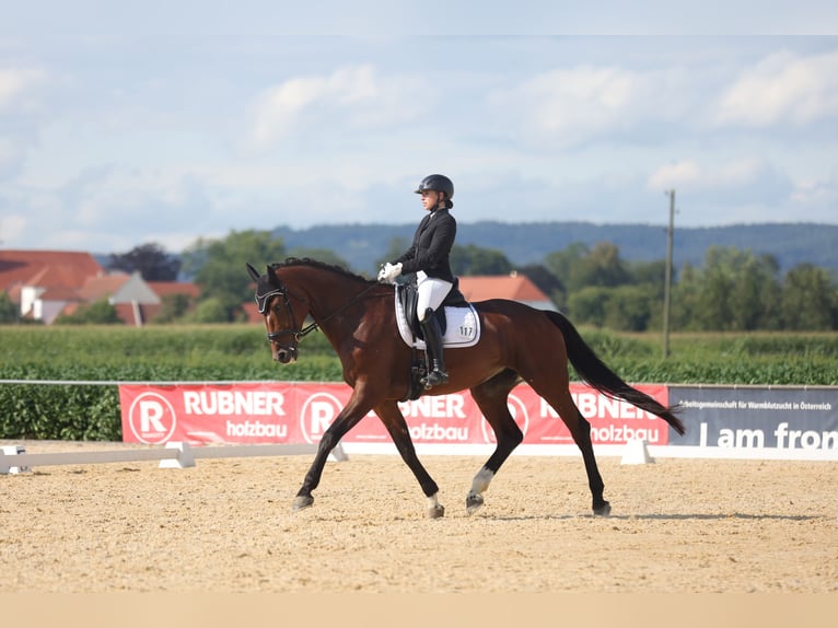 Deutsches Sportpferd Stute 9 Jahre 181 cm Brauner in Pöttmes