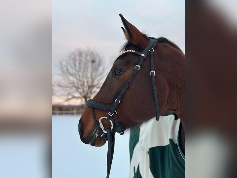 Deutsches Sportpferd Stute 9 Jahre  in Wiesbaden