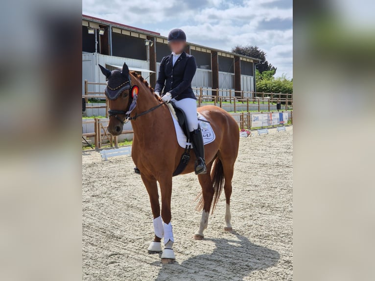 Deutsches Sportpferd Stute 9 Jahre Fuchs in Helmstedt