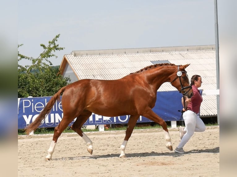 Deutsches Sportpferd Stute 9 Jahre Fuchs in Leubsdorf