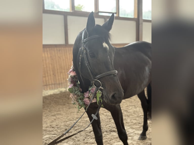 Deutsches Sportpferd Stute 9 Jahre Schwarzbrauner in Hohenstein &#xD6;denwaldstetten