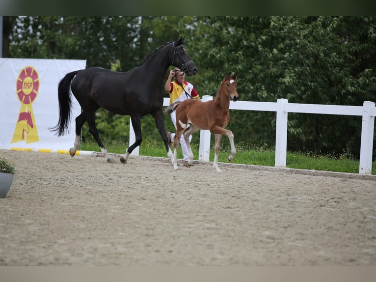 Deutsches Sportpferd Stute Fohlen (06/2025) 135 cm Brauner in Falkenberg/Elster