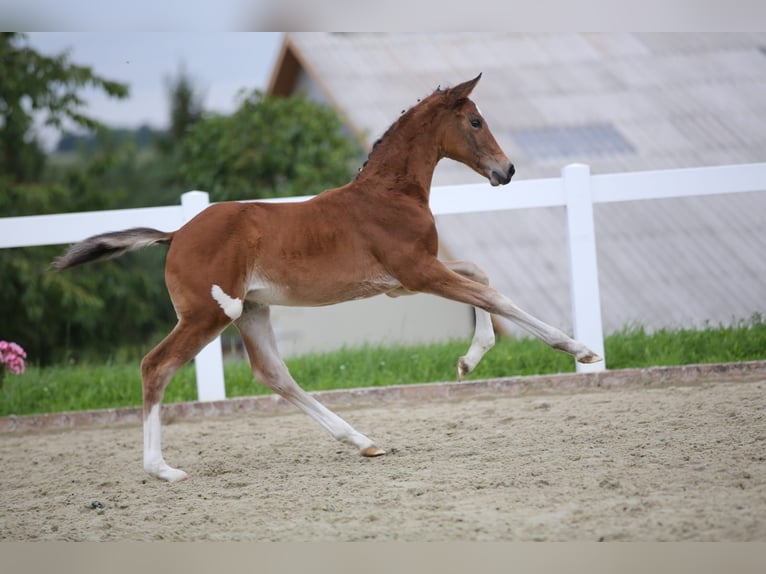 Deutsches Sportpferd Stute Fohlen (06/2025) 135 cm Brauner in Falkenberg/Elster