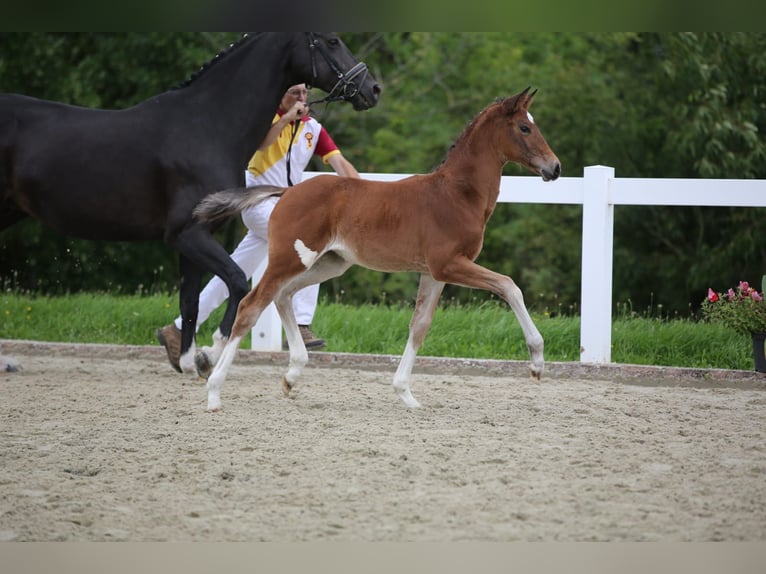 Deutsches Sportpferd Stute Fohlen (06/2025) 135 cm Brauner in Falkenberg/Elster