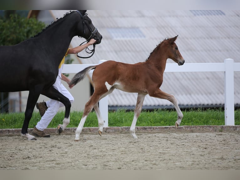 Deutsches Sportpferd Stute Fohlen (06/2025) 135 cm Brauner in Falkenberg/Elster