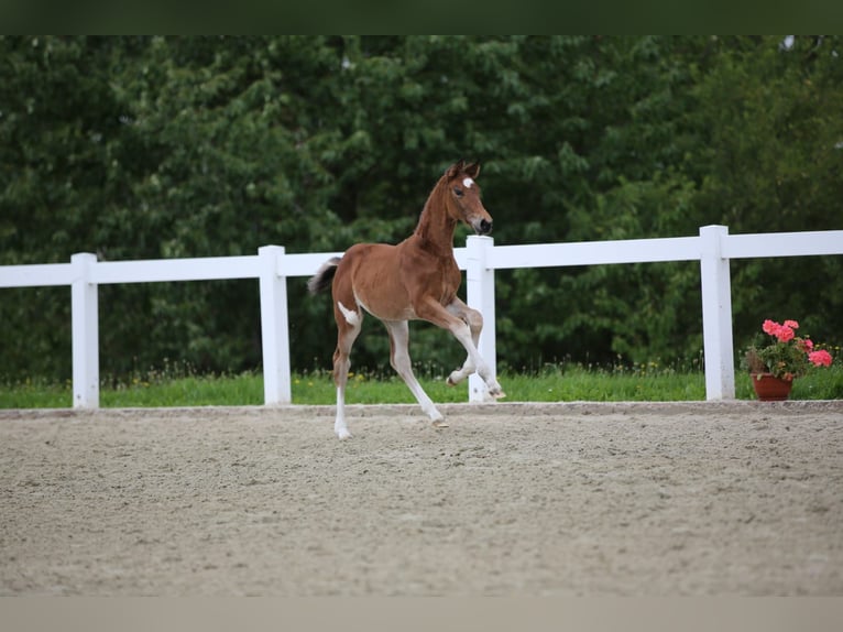 Deutsches Sportpferd Stute Fohlen (06/2025) 135 cm Brauner in Falkenberg/Elster