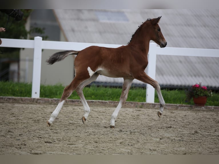 Deutsches Sportpferd Stute Fohlen (06/2025) 135 cm Brauner in Falkenberg/Elster
