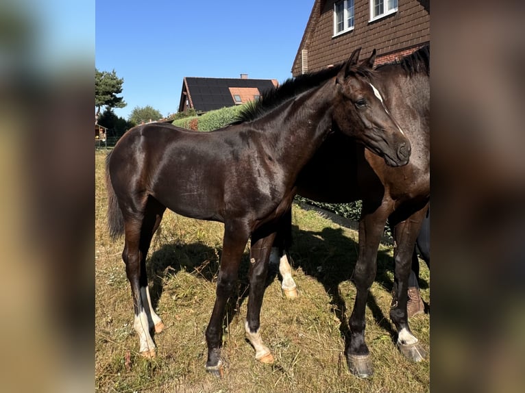 Deutsches Sportpferd Stute Fohlen (03/2025) 144 cm Schwarzbrauner in Gartz/Oder
