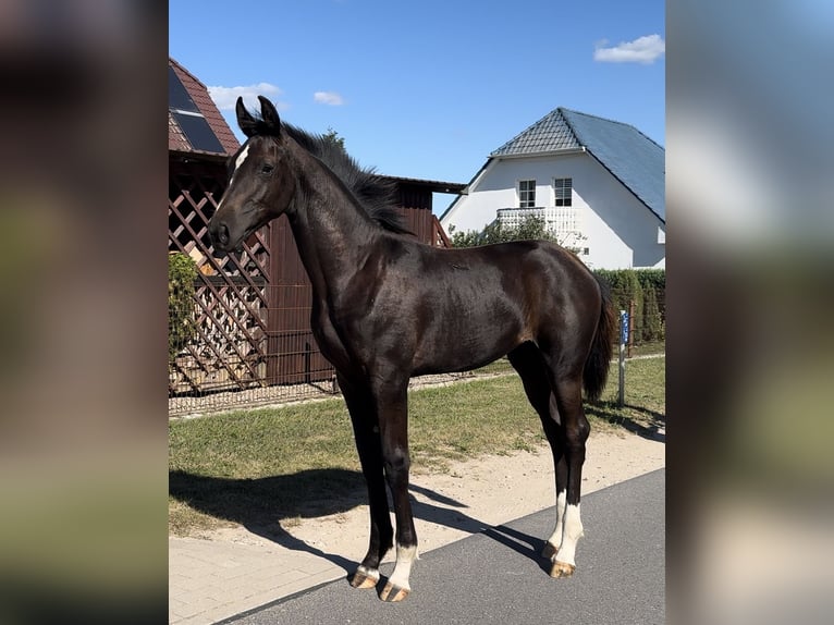 Deutsches Sportpferd Stute Fohlen (03/2025) 144 cm Schwarzbrauner in Gartz/Oder