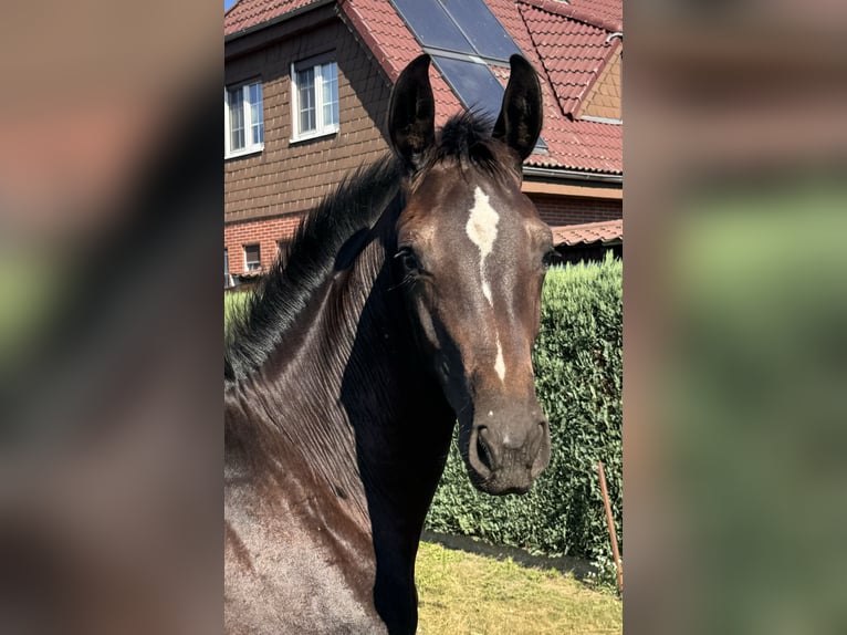 Deutsches Sportpferd Stute Fohlen (03/2025) 144 cm Schwarzbrauner in Gartz/Oder