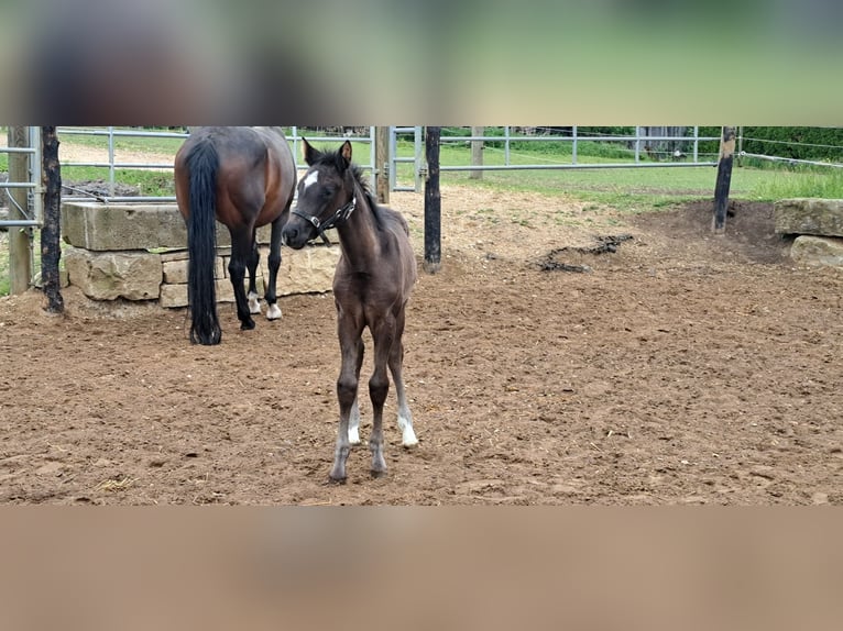 Deutsches Sportpferd Stute  164 cm Rappe in Daiting