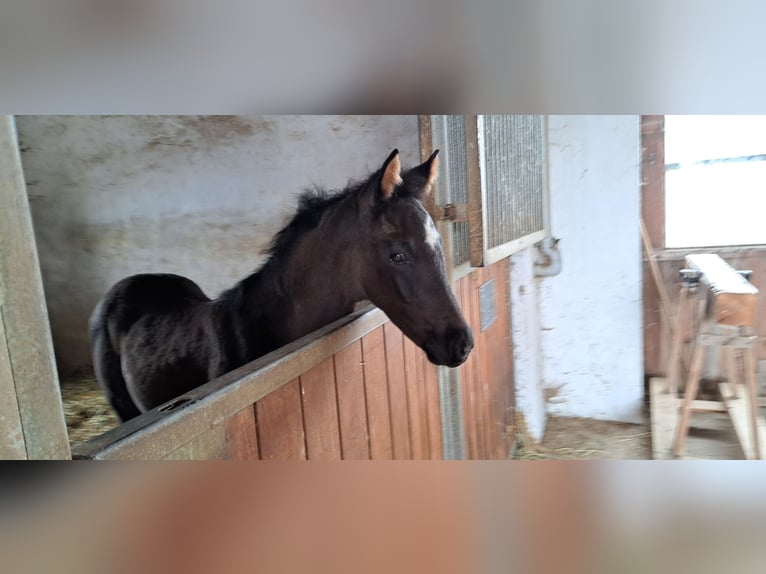Deutsches Sportpferd Stute  164 cm Rappe in Daiting