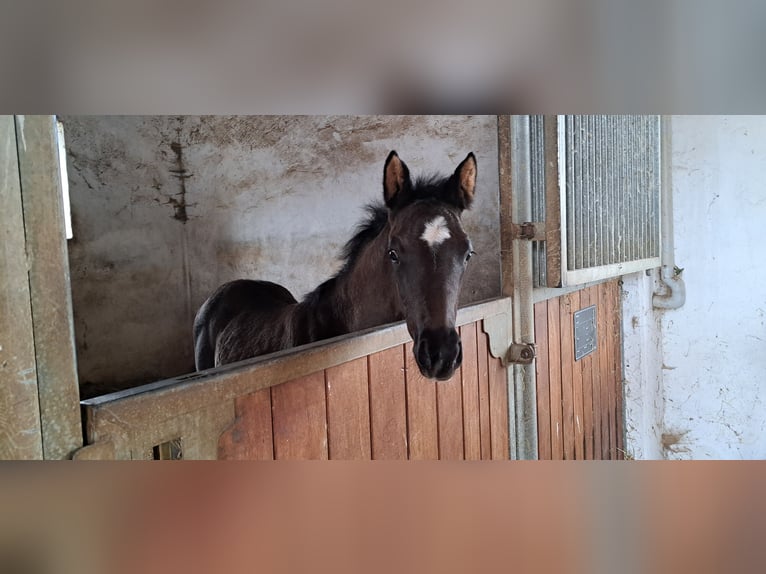 Deutsches Sportpferd Stute  164 cm Rappe in Daiting