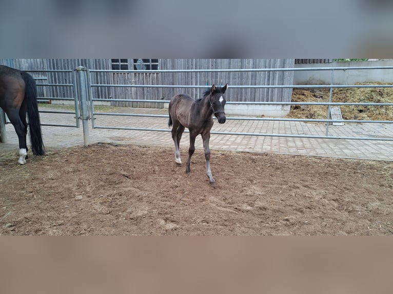 Deutsches Sportpferd Stute  164 cm Rappe in Daiting