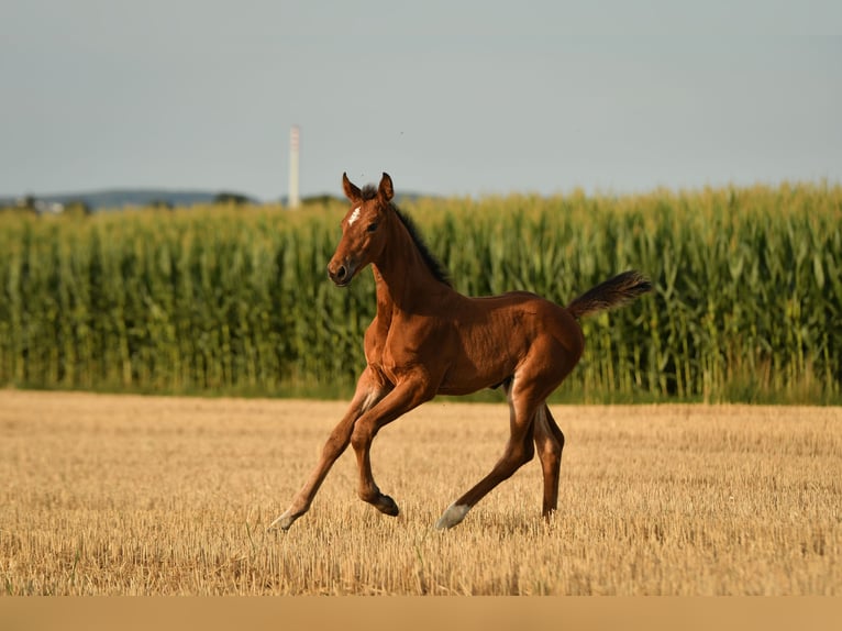 Deutsches Sportpferd Stute Fohlen (05/2026) 165 cm Brauner in Tittmoning