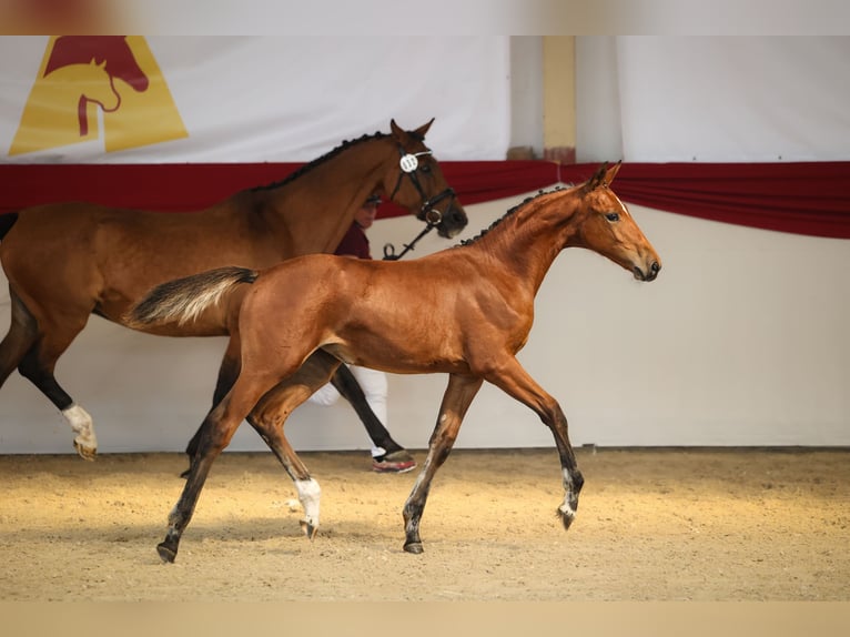 Deutsches Sportpferd Stute Fohlen (05/2026) 165 cm Brauner in Tittmoning