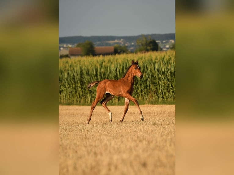 Deutsches Sportpferd Stute Fohlen (05/2026) 165 cm Brauner in Tittmoning