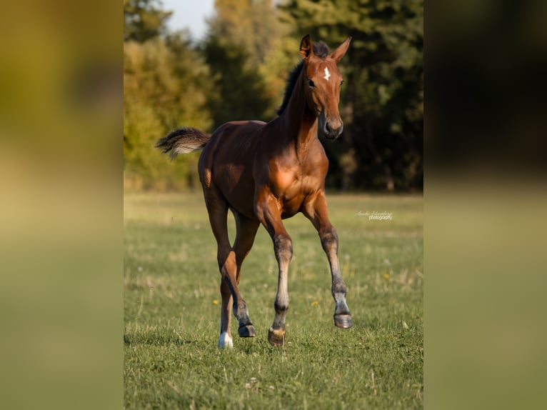 Deutsches Sportpferd Stute Fohlen (05/2026) 165 cm Brauner in Tittmoning
