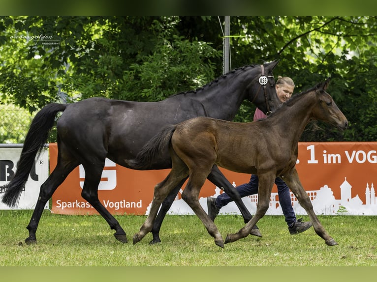 Deutsches Sportpferd Stute Fohlen (03/2025) 165 cm Dunkelbrauner in Hartmannsdorf