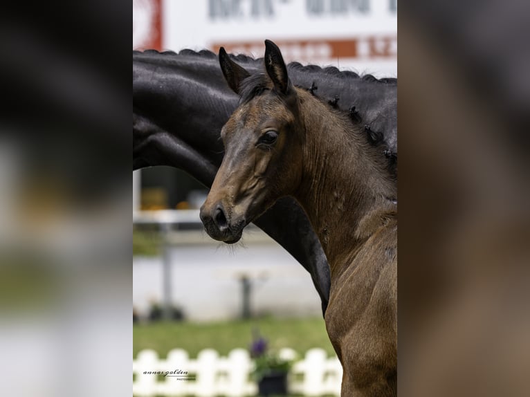 Deutsches Sportpferd Stute Fohlen (03/2025) 165 cm Dunkelbrauner in Hartmannsdorf