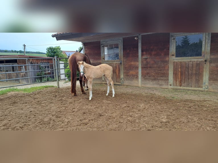 Deutsches Sportpferd Stute  166 cm Palomino in Daiting