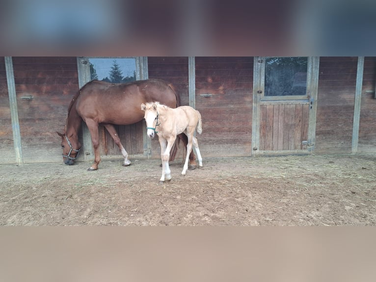 Deutsches Sportpferd Stute  166 cm Palomino in Daiting