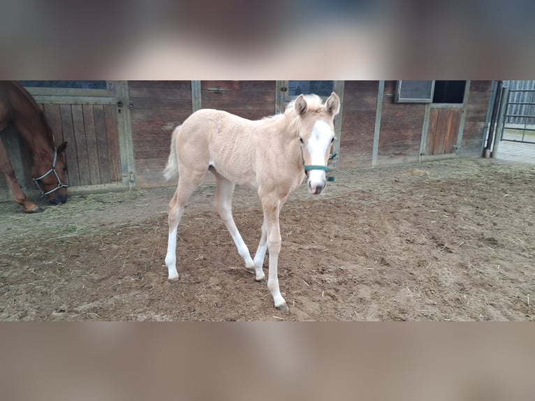 Deutsches Sportpferd Stute  166 cm Palomino in Daiting