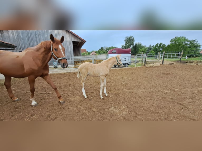 Deutsches Sportpferd Stute  166 cm Palomino in Daiting