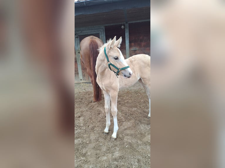 Deutsches Sportpferd Stute  166 cm Palomino in Daiting