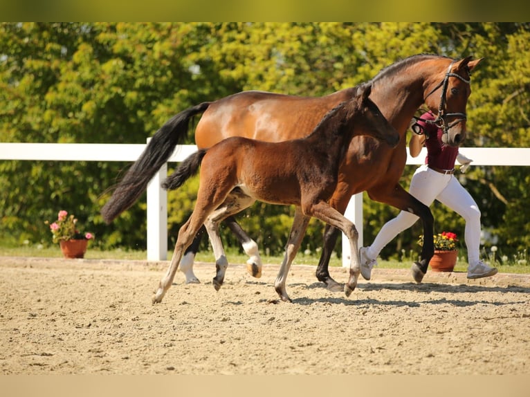 Deutsches Sportpferd Stute  167 cm Brauner in Mertendorf