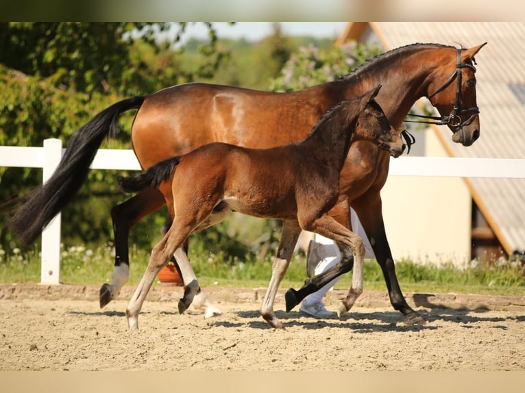 Deutsches Sportpferd Stute  167 cm Brauner in Mertendorf