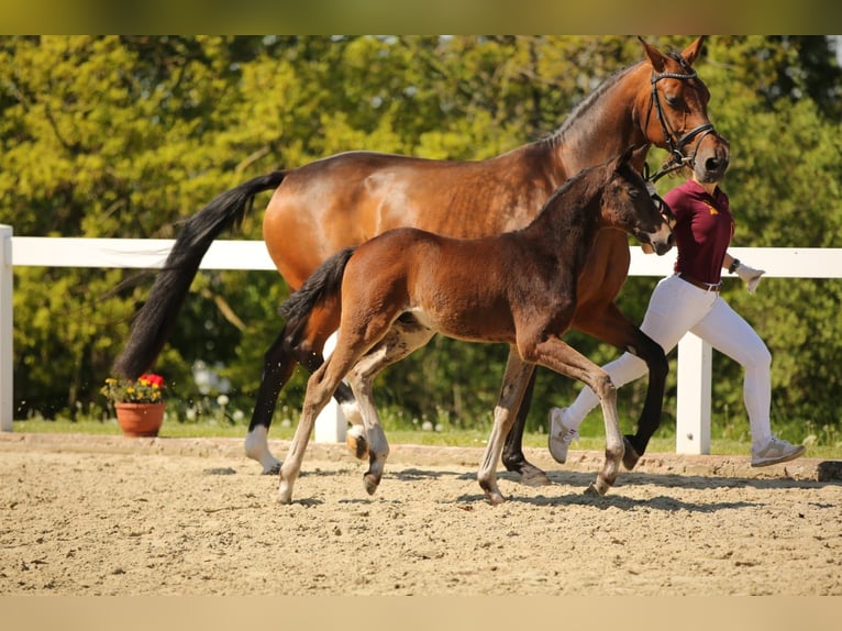 Deutsches Sportpferd Stute  167 cm Brauner in Mertendorf