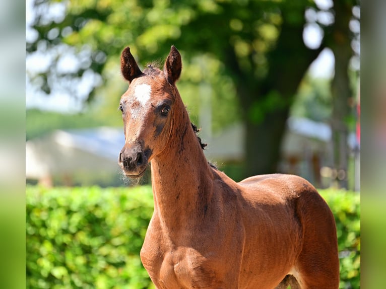 Deutsches Sportpferd Stute Fohlen (06/2024) 168 cm Brauner in Möllenbeck