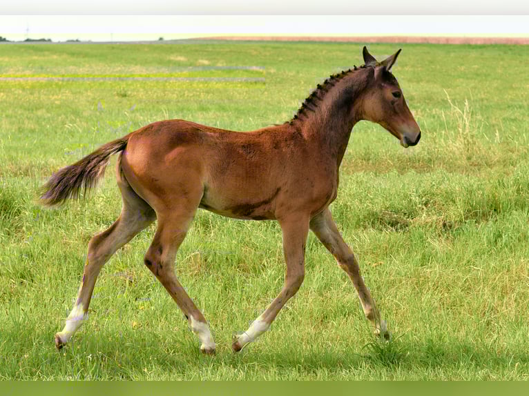 Deutsches Sportpferd Stute Fohlen (04/2025) 168 cm Brauner in D&#xF6;brichau