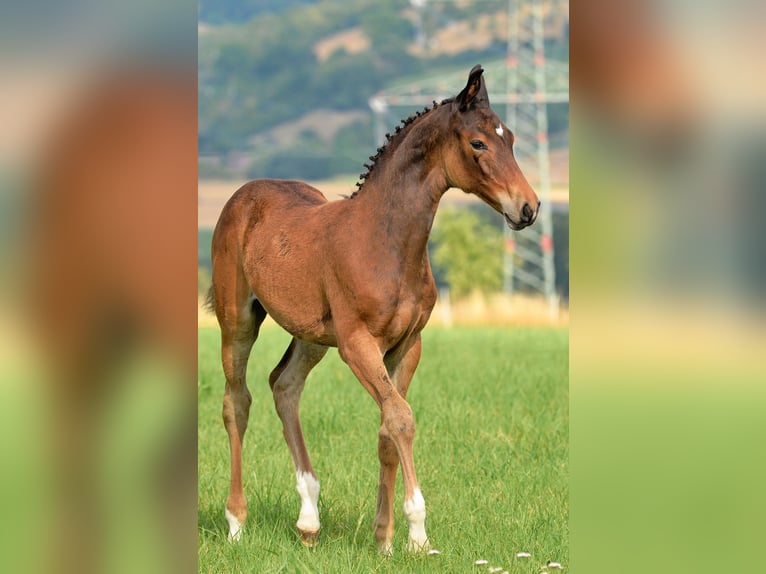 Deutsches Sportpferd Stute Fohlen (04/2025) 168 cm Brauner in D&#xF6;brichau