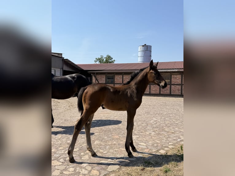 Deutsches Sportpferd Stute Fohlen (05/2026) 168 cm Dunkelbrauner in Pollitz