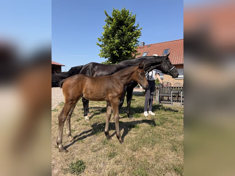 Deutsches Sportpferd Stute Fohlen (05/2026) 168 cm Dunkelbrauner in Pollitz