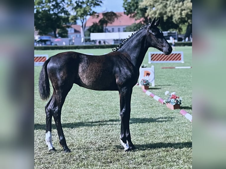 Deutsches Sportpferd Stute Fohlen (04/2025) 168 cm Rappe in Nassenheide