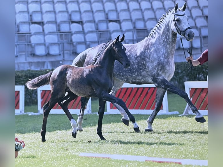 Deutsches Sportpferd Stute Fohlen (04/2025) 168 cm Rappe in Nassenheide