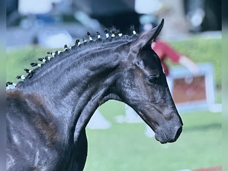 Deutsches Sportpferd Stute Fohlen (04/2025) 168 cm Rappe in Nassenheide