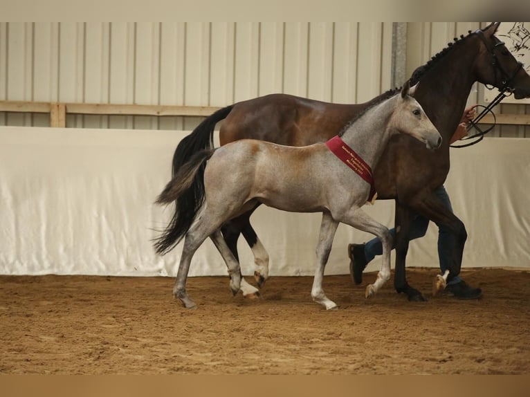 Deutsches Sportpferd Stute Fohlen (04/2025) 168 cm Schimmel in Amt Creuzburg